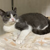 甘えん坊の子猫♪グレー白のハチワレ『クミンちゃん』 サムネイル5