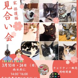 保護猫のお見合い会