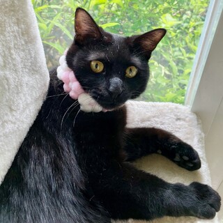 人なつこい黒猫ジーニョちゃん動画あり