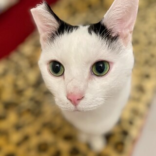 きれいなグリーンアイズの人懐こいハチワレくん