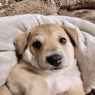 人も犬も大好き甘えん坊２ヶ月