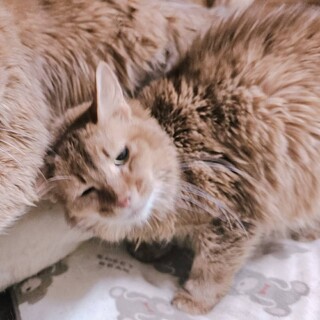 ソマリ！人が大好きな優しい甘えたさん