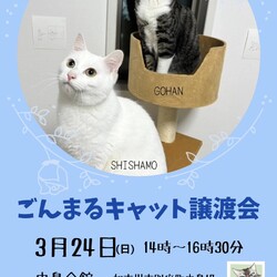 ごんまるキャット猫の譲渡会