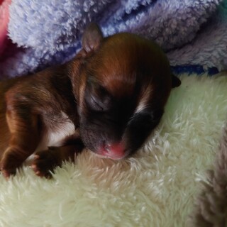 ヨーキ×マルチーズ男の子 停止