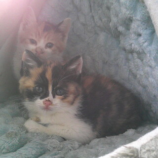 子猫の里親募集