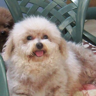 決まりました。2歳高齢者にも最適な性格の可愛い子