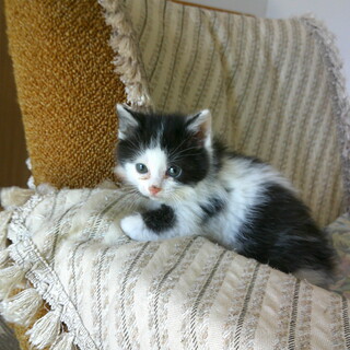 子猫の里親募集