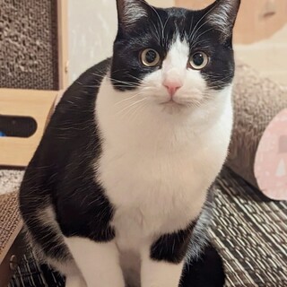 ふわふわ毛並み♡まんまるお顔♡こたくん