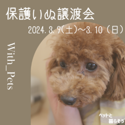 保護いぬ譲渡会