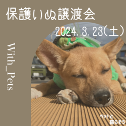 保護いぬ譲渡会