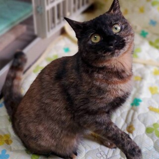 【9/15東日本橋】強がりでシャイ♡ひまわりちゃん