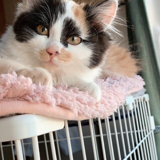 ふわふわのお姫様♡みけこちゃん