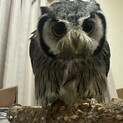 アフリカオオコノハズクの里親募集