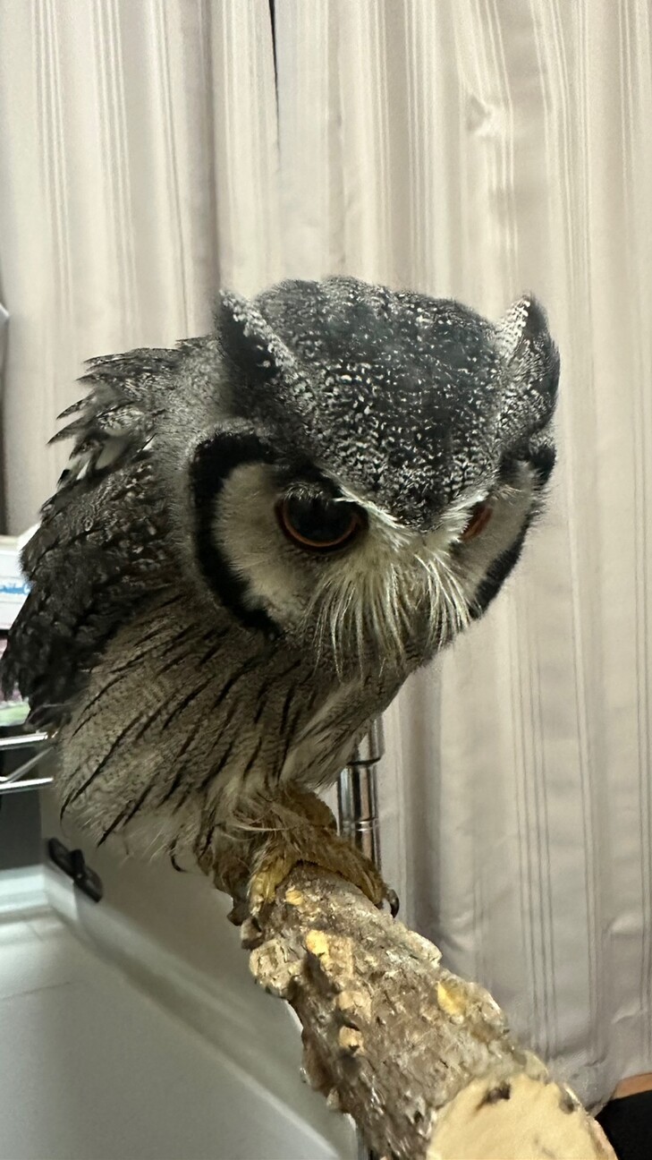 「アフリカオオコノハズクの...」東京都 鳥の里親募集(484446) 3枚目の画像 ペットのおうち【里親決定25万頭!】