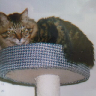 とても綺麗な仲良し飼い猫！