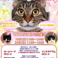 しあわせにゃんこ猫ちゃんの譲渡会ＩＮ谷根千「まいの間」