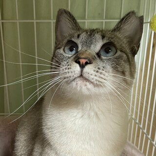 [3/9譲渡会参加]ツンデレこりんちゃん