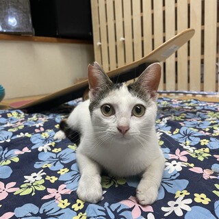 兄妹猫の里親募集