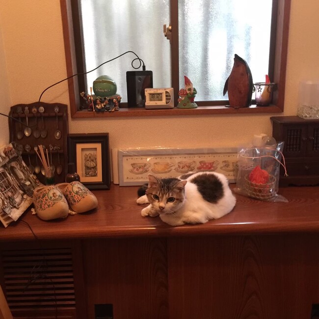 ここちゃんとりこのカバー写真