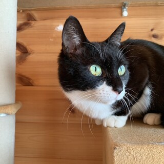 おとなしくて気品溢れる女の子