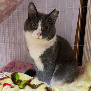 [3/9譲渡会参加]ひかりちゃん