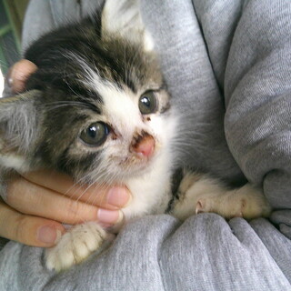 子猫の里親募集