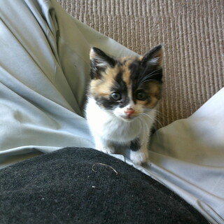 子猫の里親募集