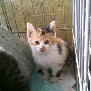 子猫の里親募集