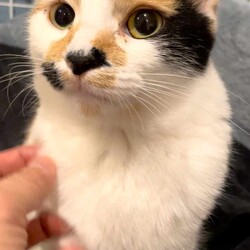 in瀬戸市☆瀬戸会場ラスト開催☆2会場同日の子猫もいる大祭り！☆2024年3月10日（日）