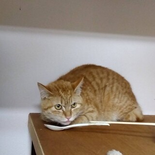 人気の茶トラ★コエダくん４ヶ月