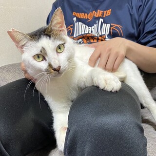 3/24譲渡会✨奄美からきた人が大好き甘えん坊