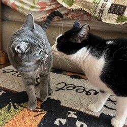 in江南市☆2会場同日の子猫もいる大祭り！☆2024年3月10日（日）