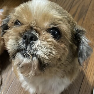 ちょこちょこ可愛くついてくるシーズーの女の子♡