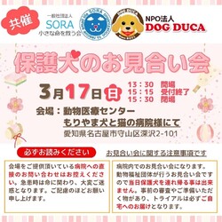 名古屋市守山区:保護犬のお見合い会