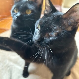 元気で甘えん坊の黒猫きょうだいです