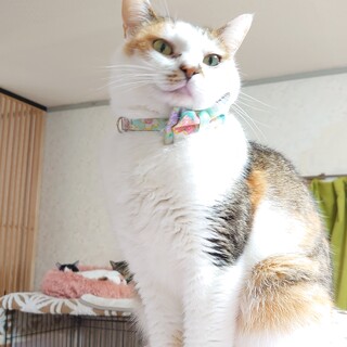 【5/6渡会参加予定】はっちゃけ娘♥️マガト