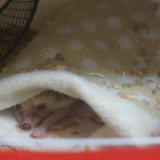 ハリネズミ3歳メス　