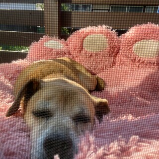 大切に家族として迎えてくれる方を募集します