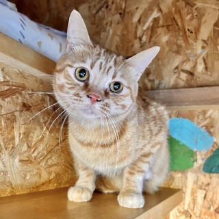 家猫三歳甘えん坊のべた慣れ　平べったい顔の茶トラ君