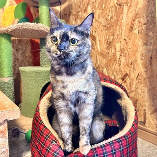 家猫三歳甘えん坊のべた慣れ　丸顔さびちゃん