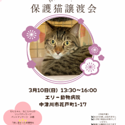 猫の譲渡会