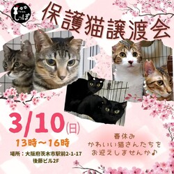 teamしっぽ保護猫譲渡会☆大阪府茨木市
