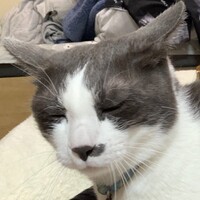 蘭月(らんげつ)