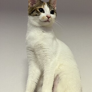 23年6月生まれ◎人間大好き！甘えん坊三毛♀