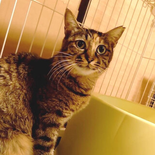 【避妊手術済み】瞳の大きなの麦わら女子