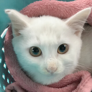 【去勢手術済】トライアルOK★真っ白子猫
