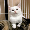 【去勢手術済】トライアルOK★真っ白子猫 サムネイル2