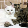 【去勢手術済】トライアルOK★真っ白子猫 サムネイル3