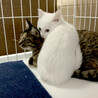 【去勢手術済】トライアルOK★真っ白子猫 サムネイル4