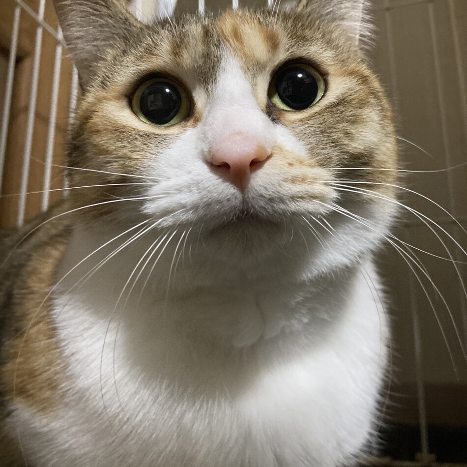 みぐ（実紅）のカバー写真